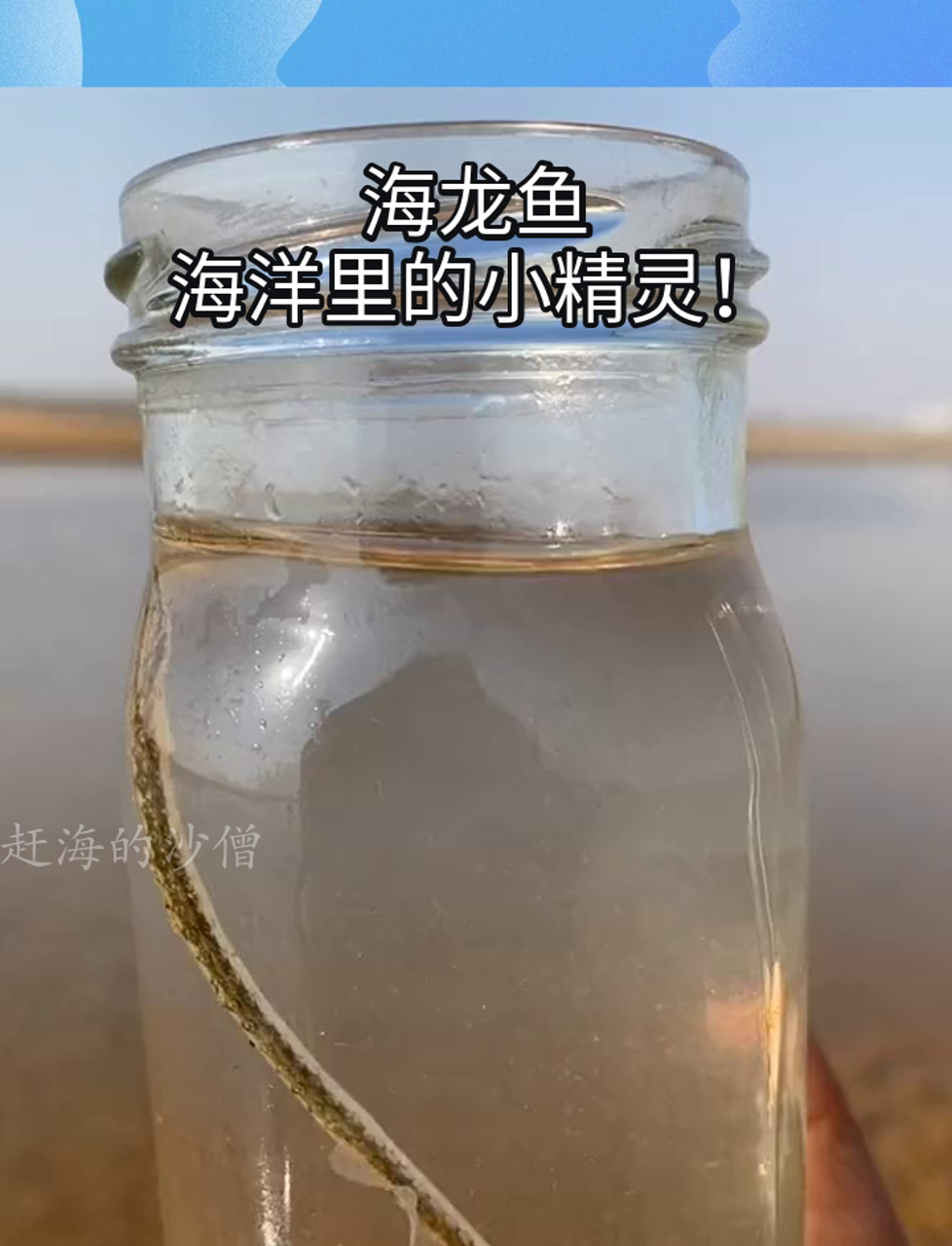 海龙鱼,海洋里的小精灵!