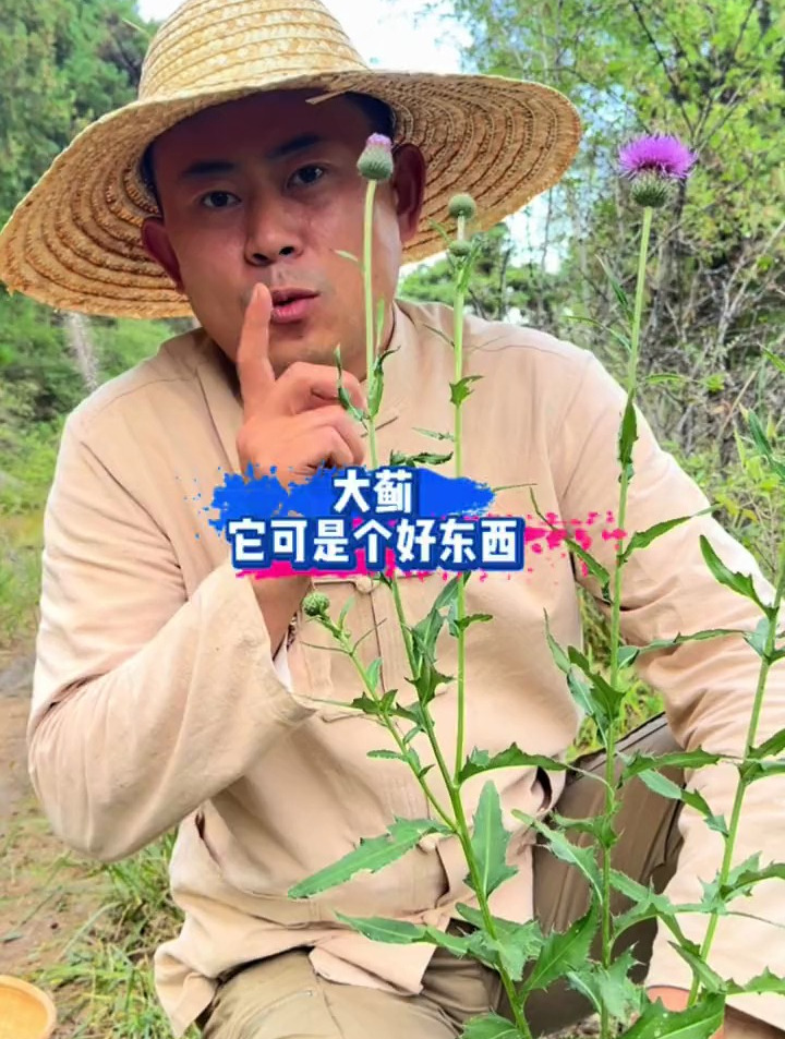 这种植物被称为大刺儿菜,小时候调皮的男孩子一定都认识它