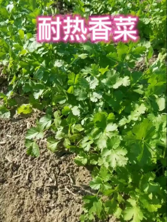 夏季要想种出好香菜,那一定得选专门耐热品种,你也种一些吧
