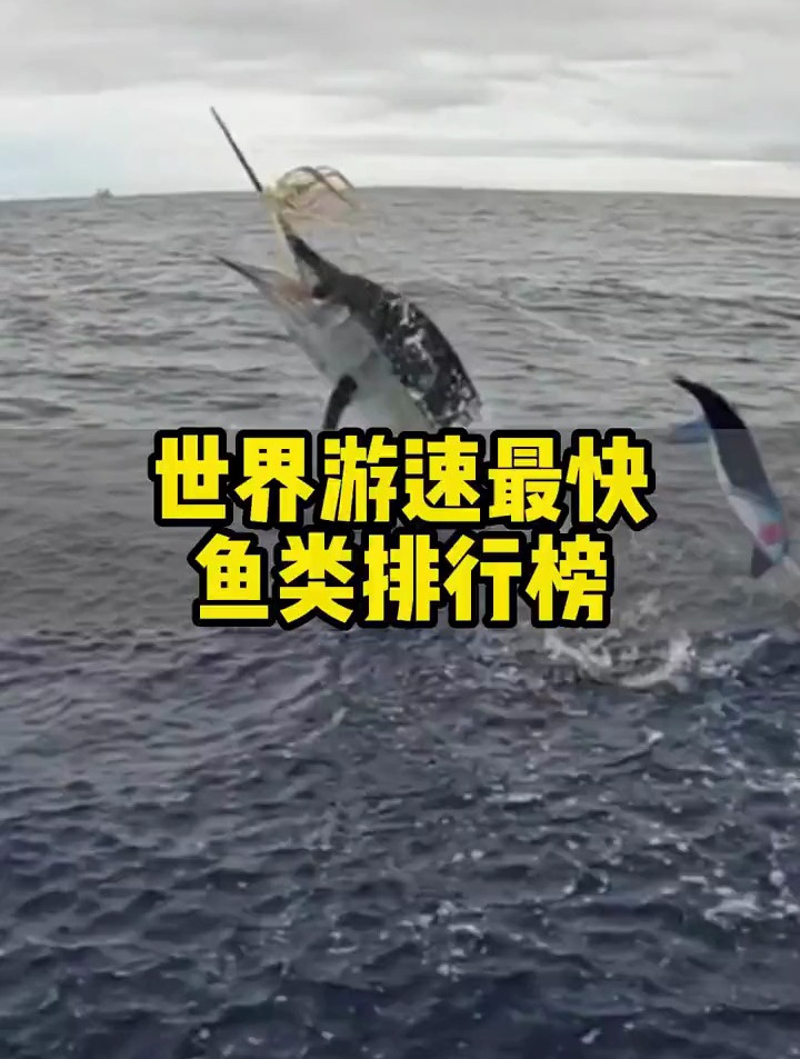 世界最快游速鱼类排行榜,有谁知道更多?