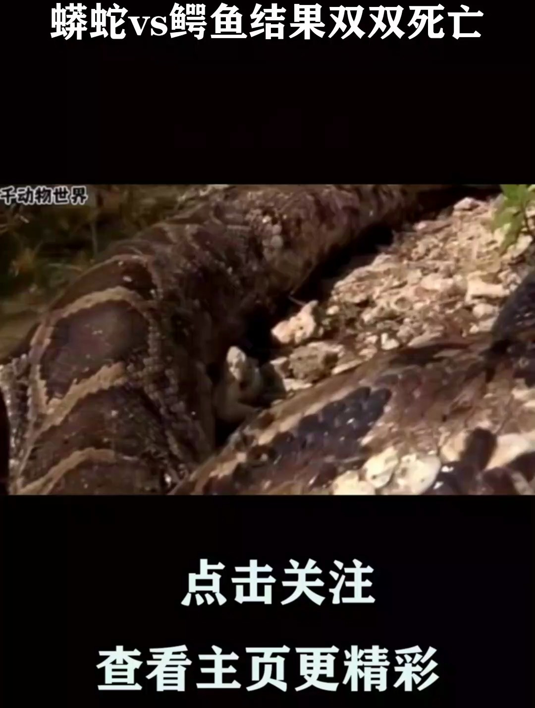 蟒蛇vs鳄鱼结果双双死亡