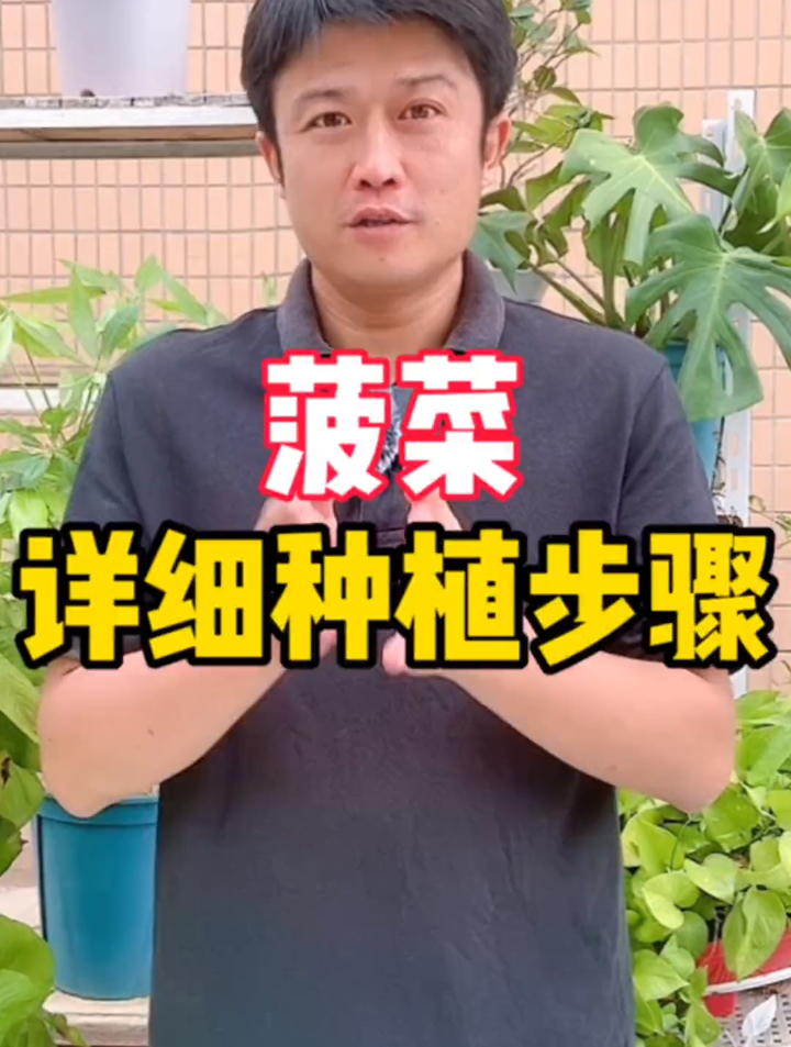 菠菜是冬天必不可少的叶子菜,菠菜的详细种植方法都分享给你