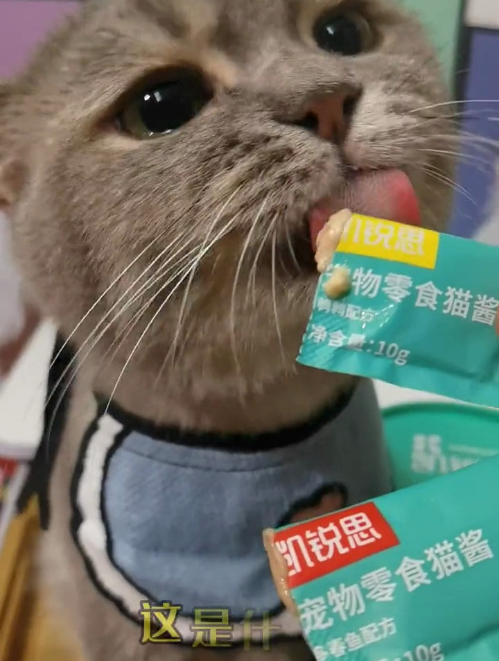 这种含肉量高的猫条,一桶尽享12种不同口味,快给毛孩子安排起来