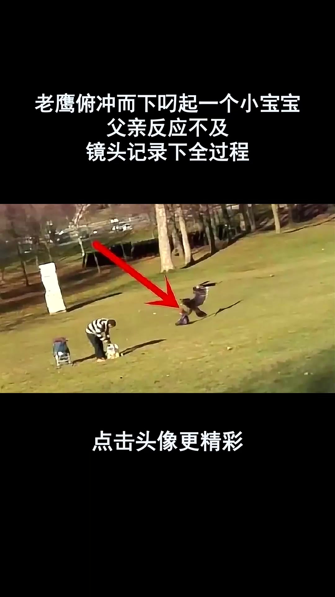 老鹰俯冲而下叼起一个小宝宝,父亲反应不及,镜头记录下全过程!