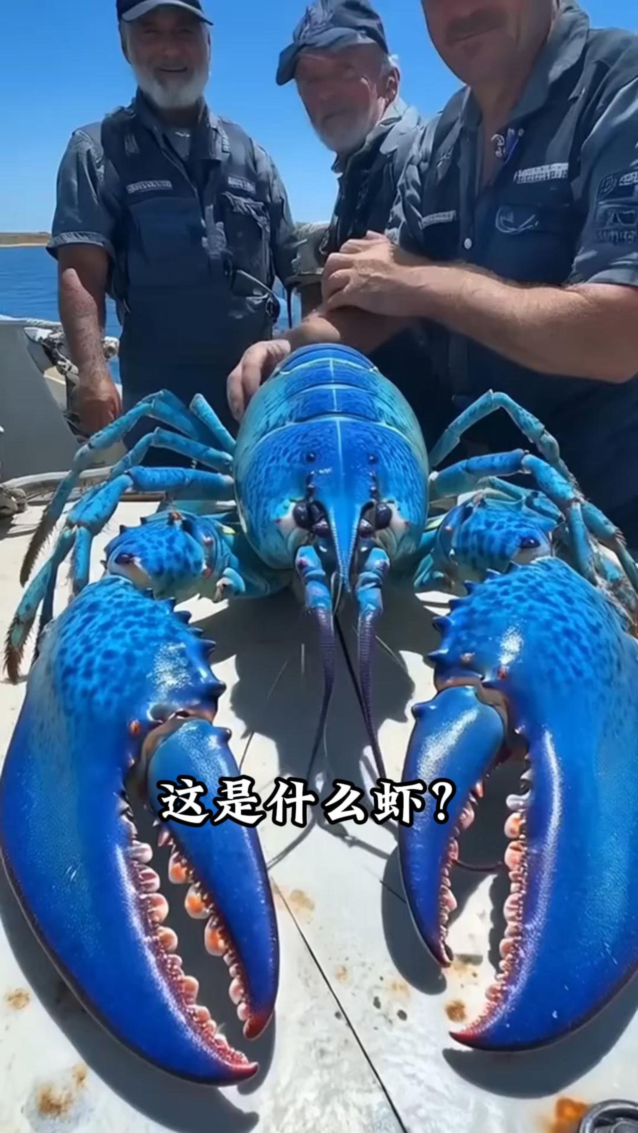 科普18种外形漂亮的虾,能叫出几种名字