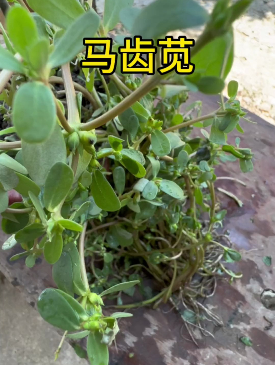 马齿苋的功效和作用,学会快去试试吧