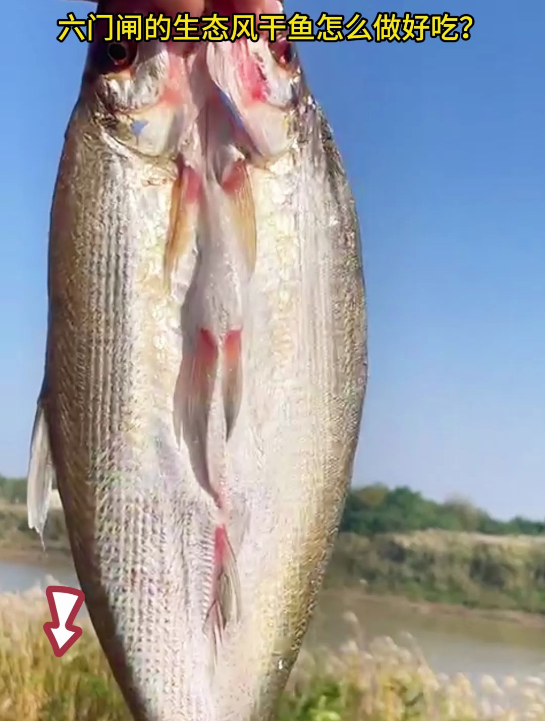 湖南洞庭生态风干翘嘴鱼做法教程,真的太好吃啦!好吃又下饭
