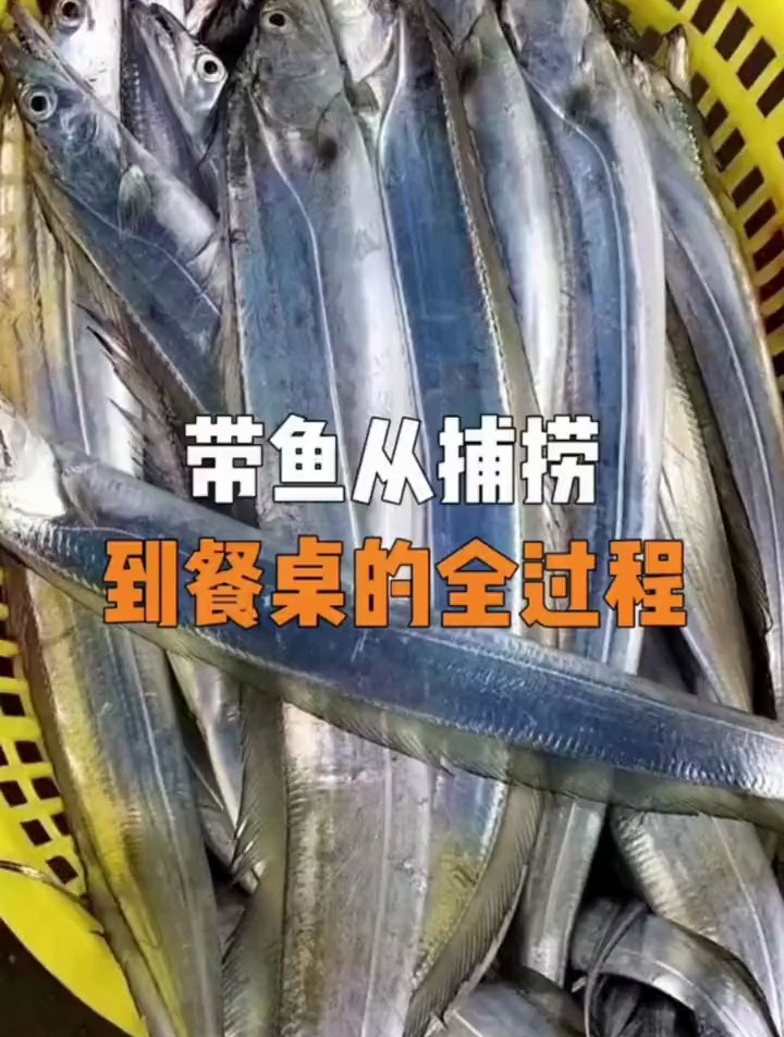 带鱼是怎么制作成罐头的?