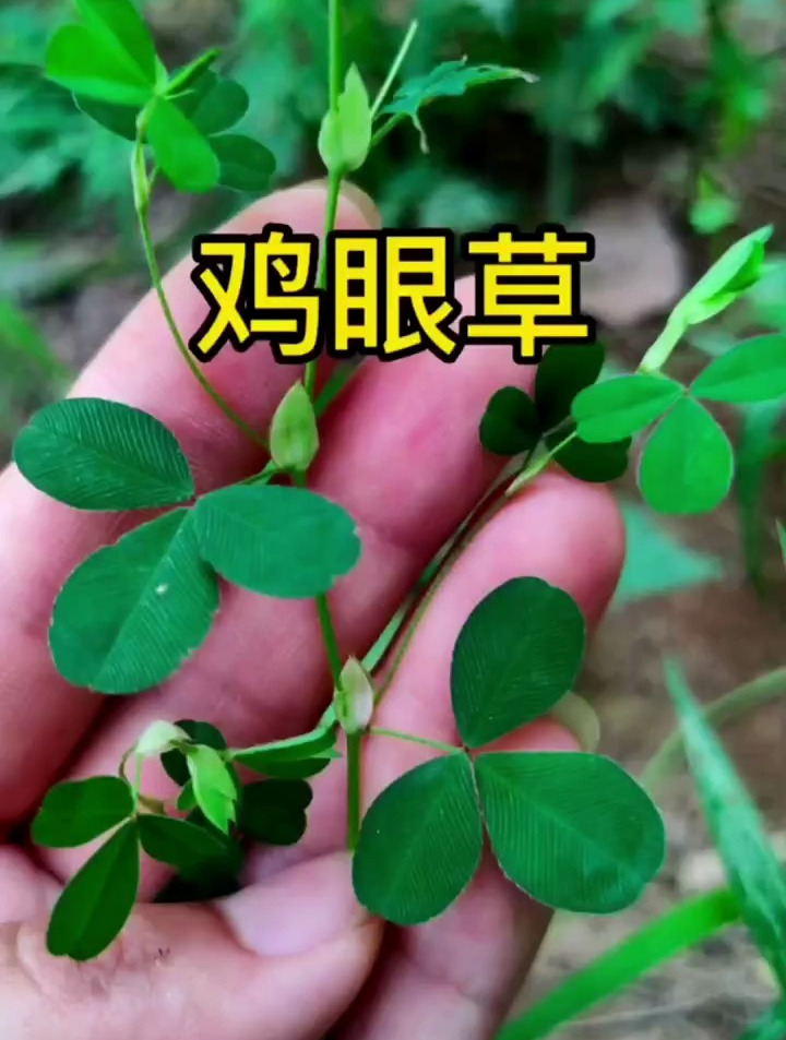 鸡眼草,不仅是一种优质饲料,原来还有这么多的好处,涨知识了