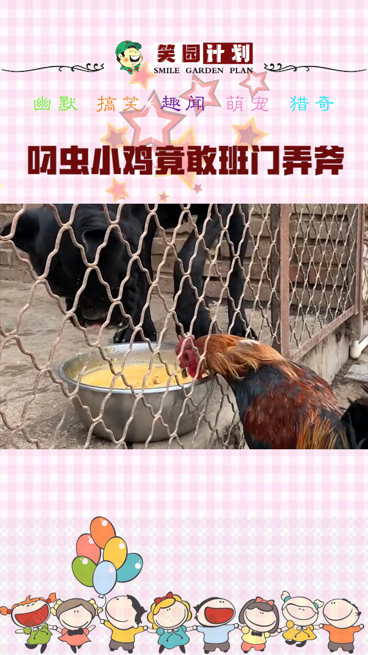公鸡在狗碗里抢食,狗只出一招,公鸡傻眼了