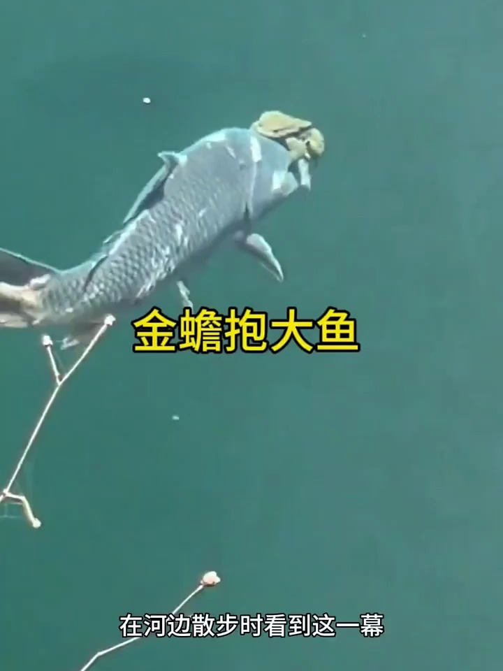 金蟾抱大鱼,这是什么情况