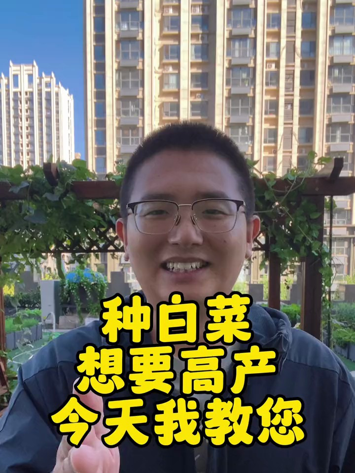 白菜种植有两个重点,每一点都是高产的关键