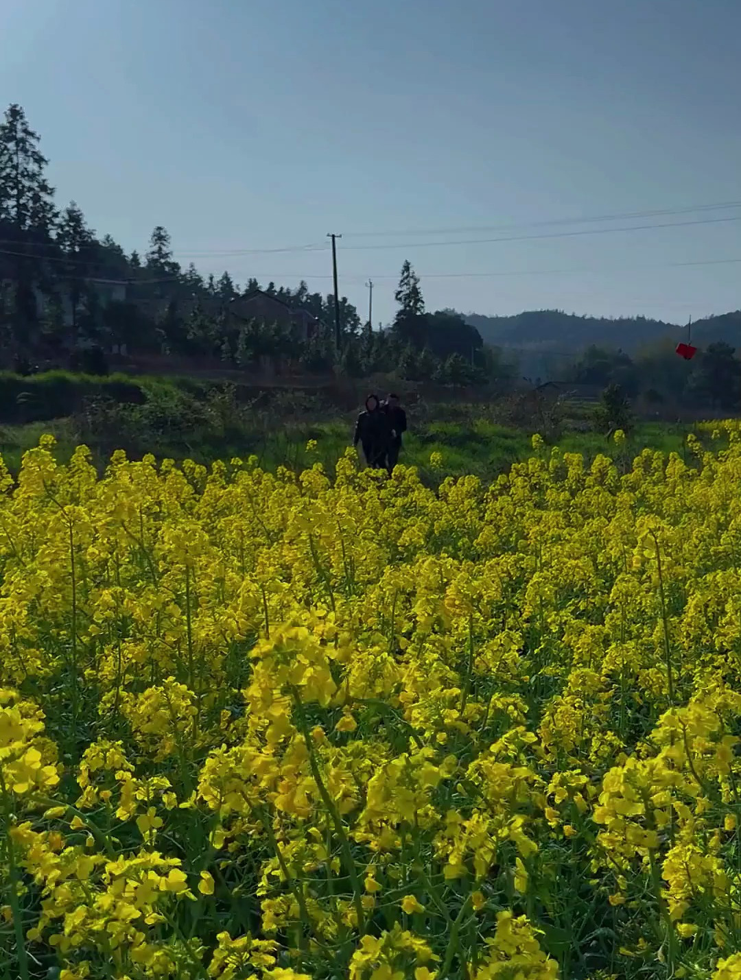 春天的油菜花,香味扑鼻