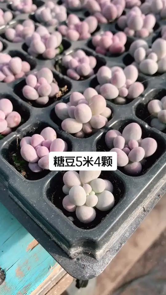 糖豆汤圆:多肉植物的甜蜜小世界