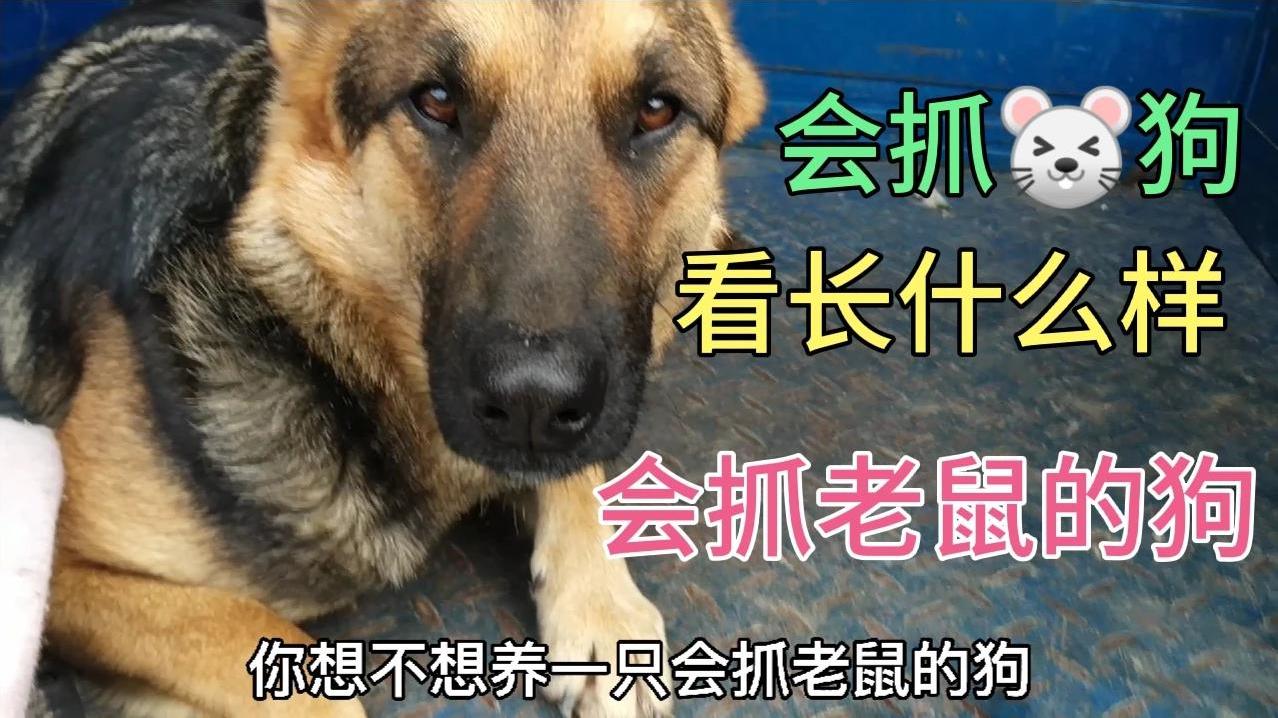小伙讲解会抓老鼠的中华田园犬 农村最喜欢这种土狗 看了你也想养