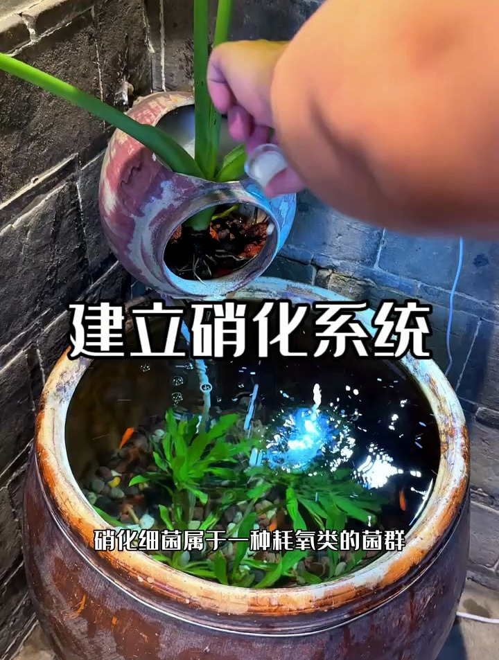 养鱼最重要的一句话,养鱼先养水,水没有养好,再好的鱼都白搭!