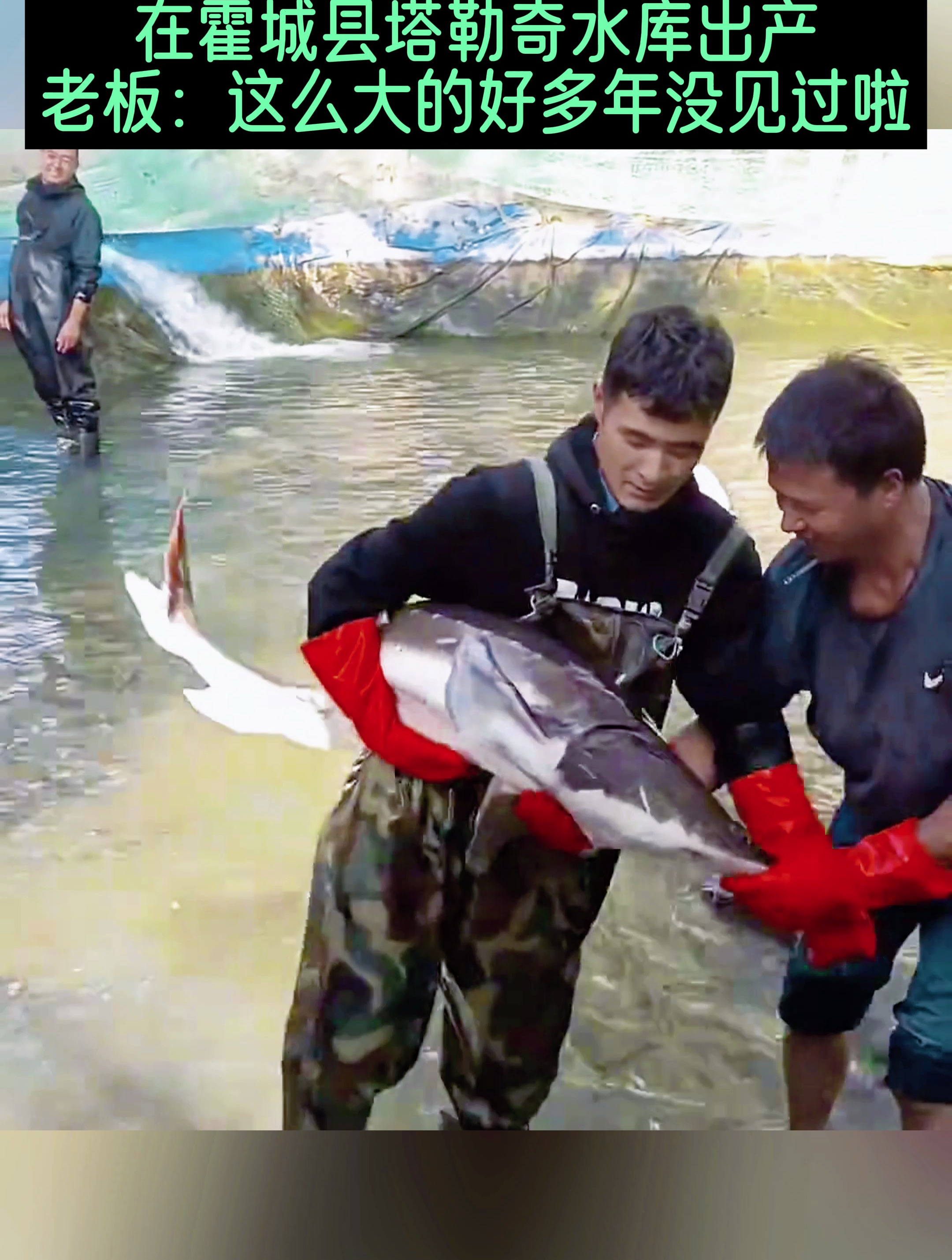 重达80斤的超大“青黄鱼”老板:这么大的好多年没见过啦