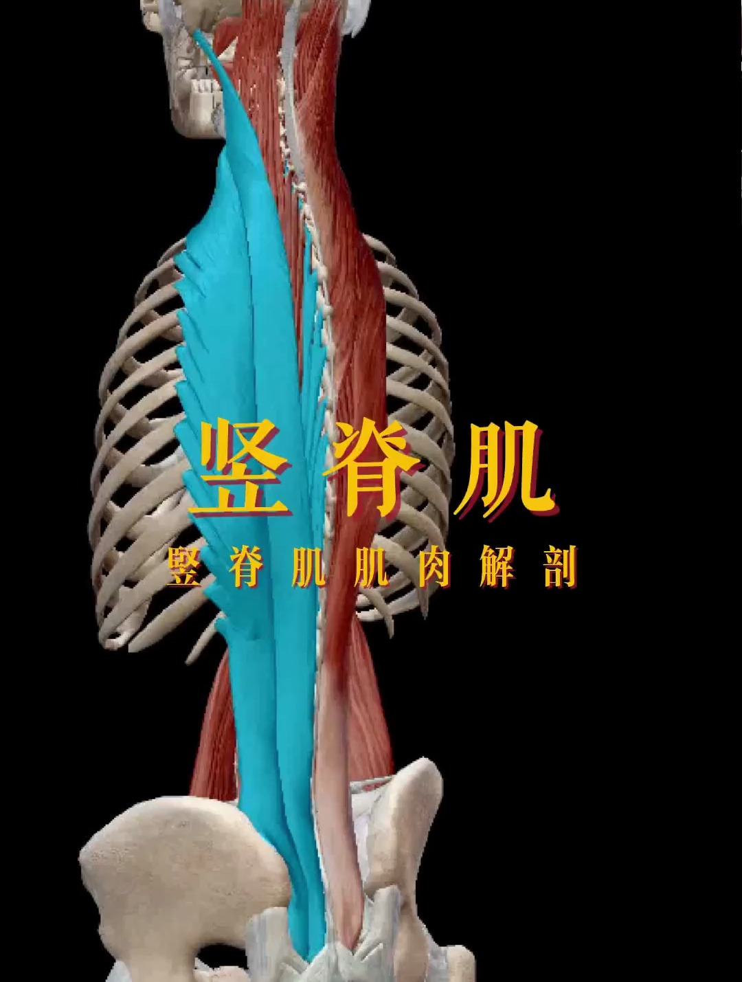 竖脊肌肌肉解剖讲解