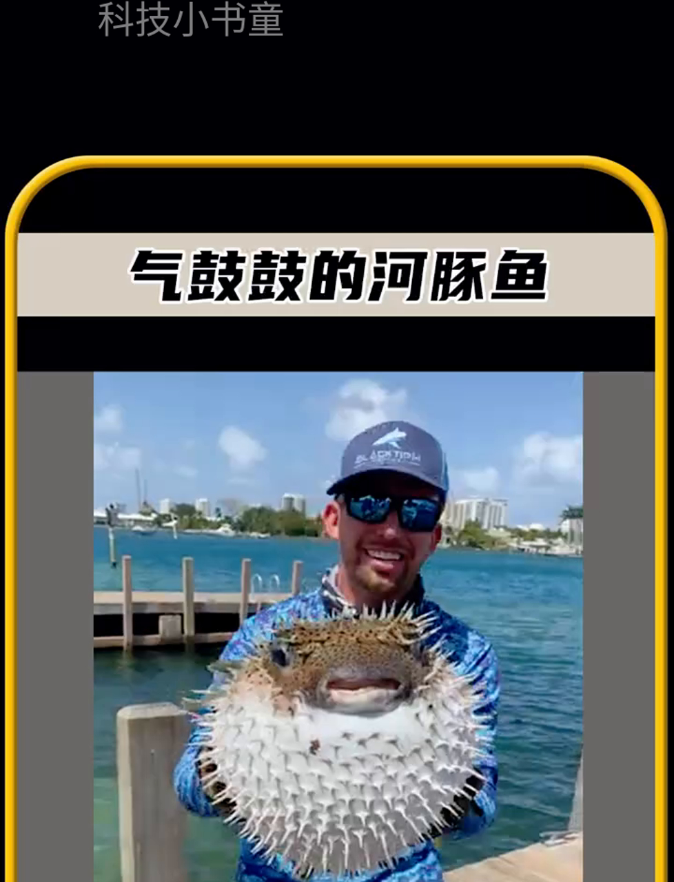 河豚一发火就吹气球,气鼓鼓的超可爱