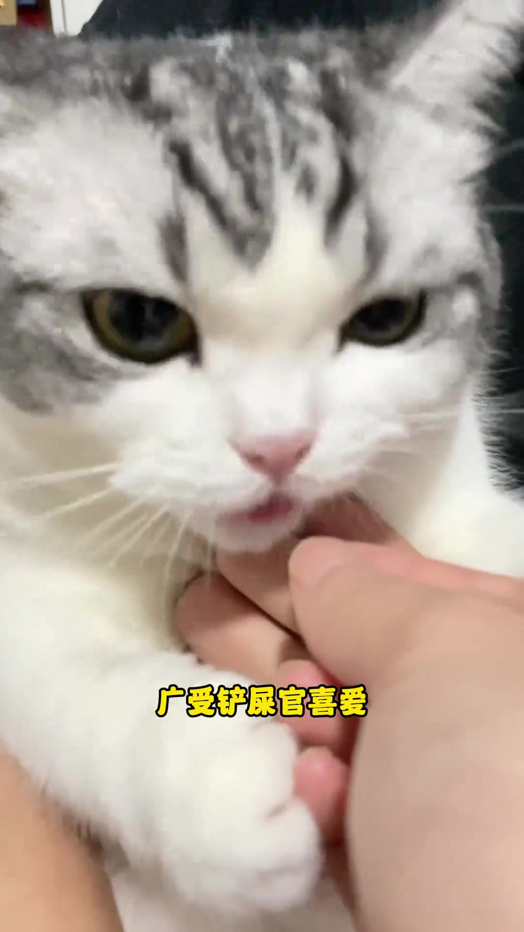 这几种猫一生偶在叛逆期