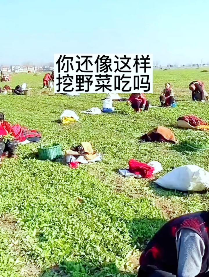 农村老人常说:掌握这3点种植小技巧,荠菜野生种植好呢简单!