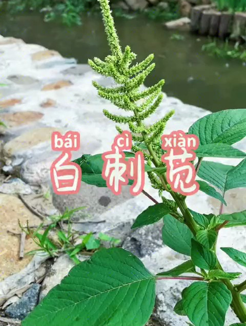 大肠汤很多朋友表示没见过刺苋菜 其实红刺苋白刺苋都可以煲汤