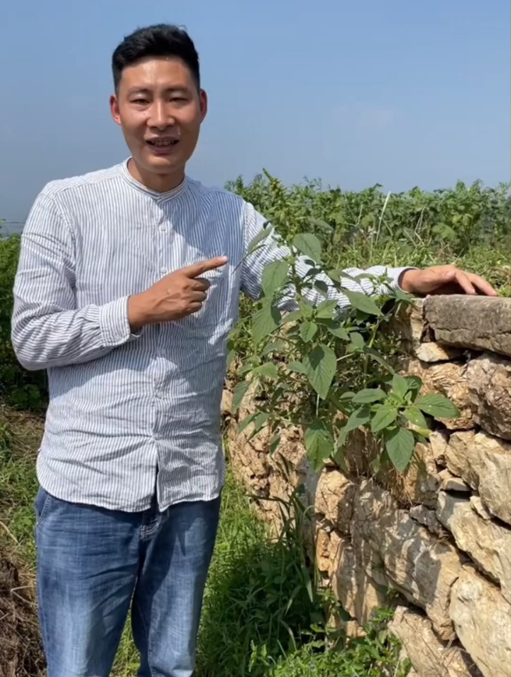 这是一种非常好吃的野菜,用它的茎可以做霉苋菜梗