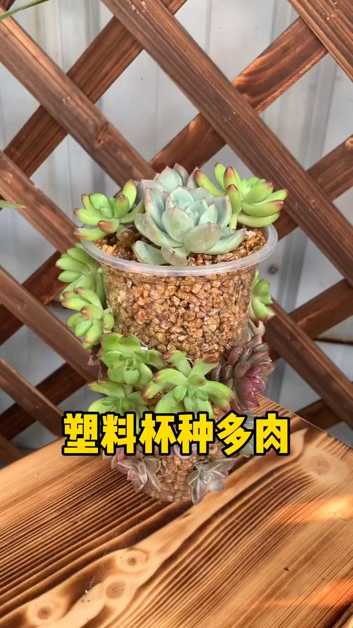 喝完奶茶别急着把塑料杯扔掉,打几个孔种多肉,可以节省好多花盆