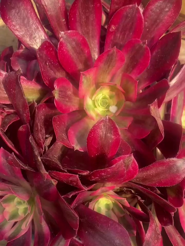 养多肉美杜莎有技巧