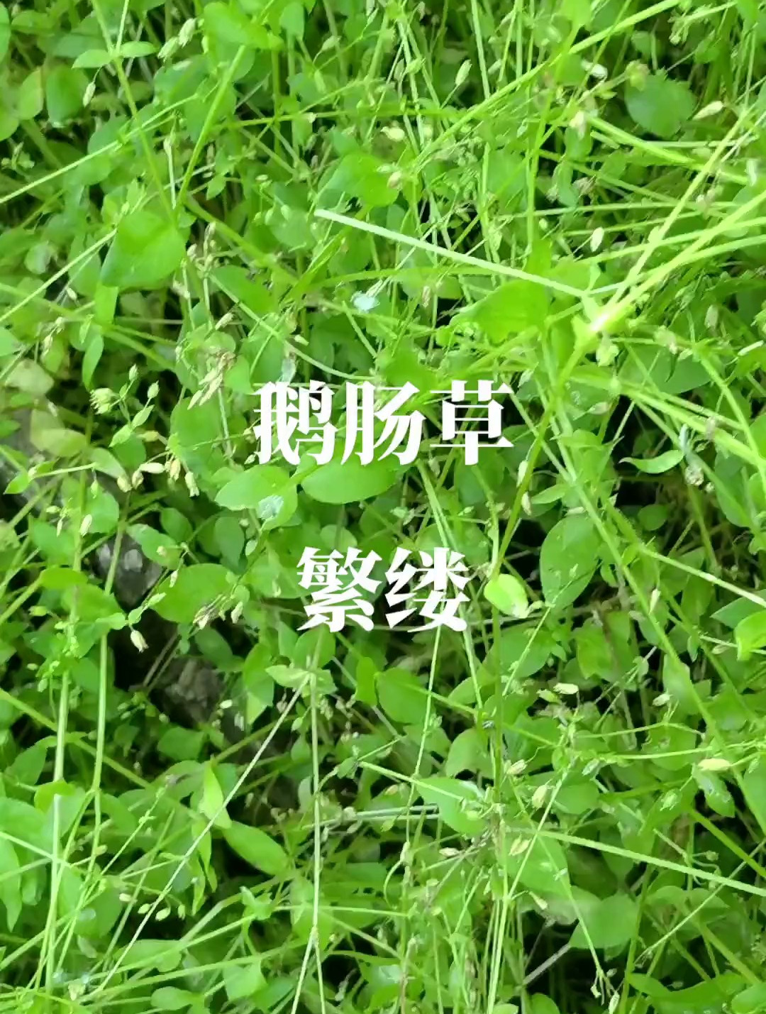 农村野草:鹅肠草