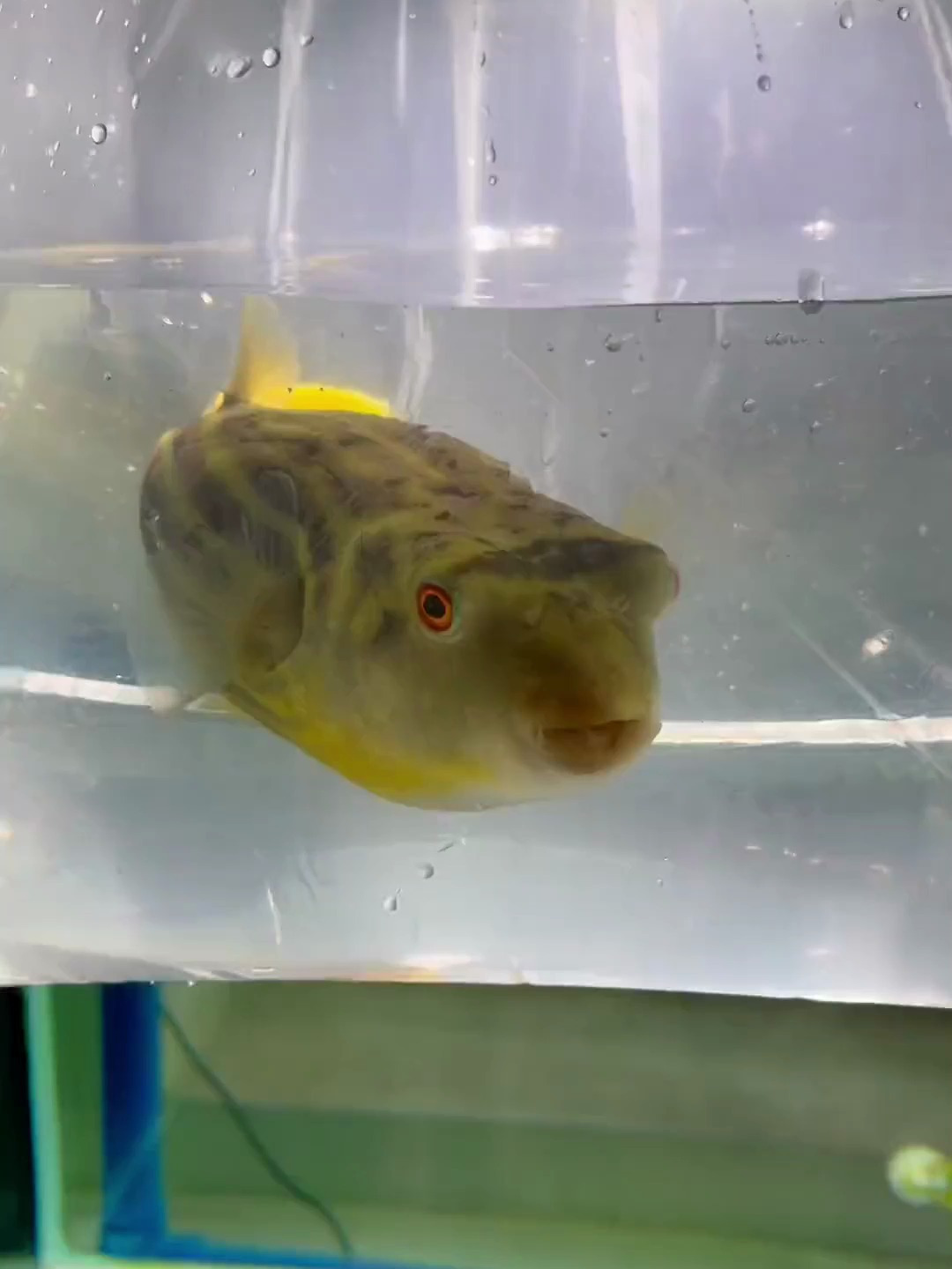 斑马狗头皇冠狗头