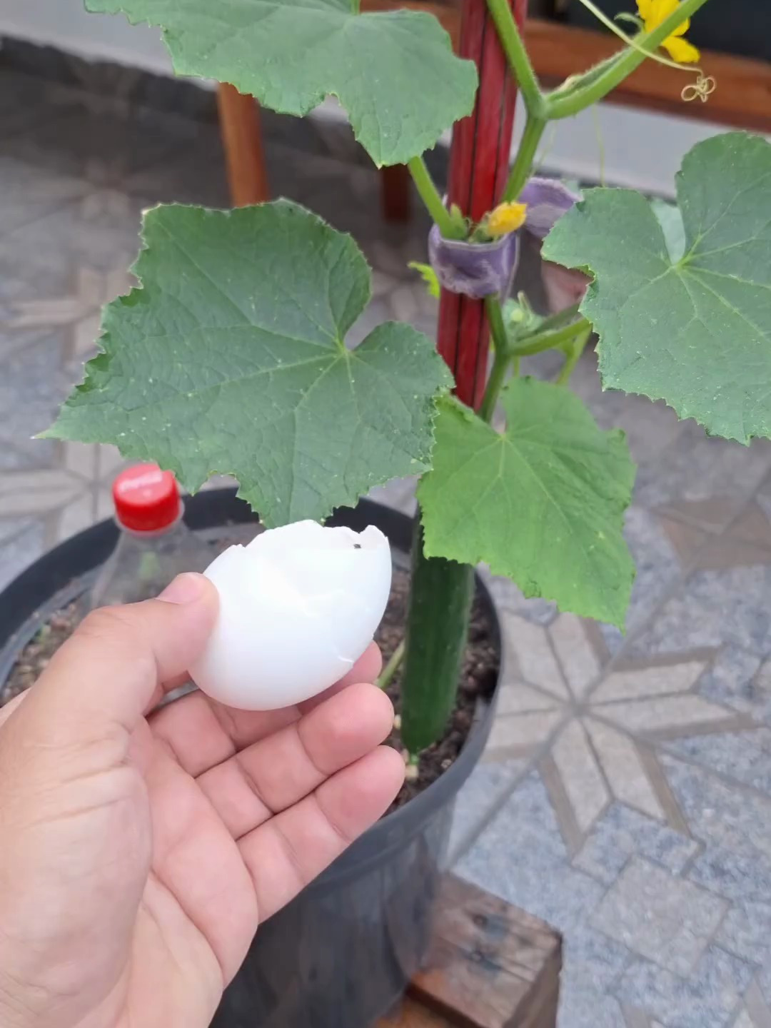 鸡蛋壳变废为宝:打造绿色肥料的正确方法