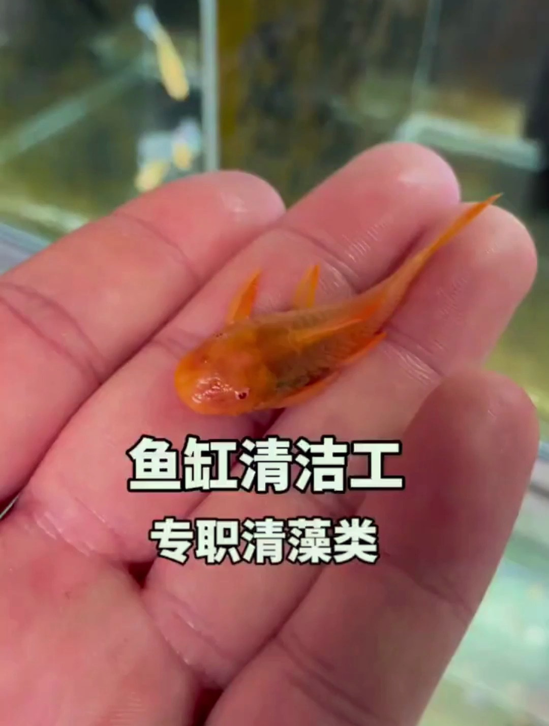 鱼缸很脏要定时清理?看看它专职清藻类!
