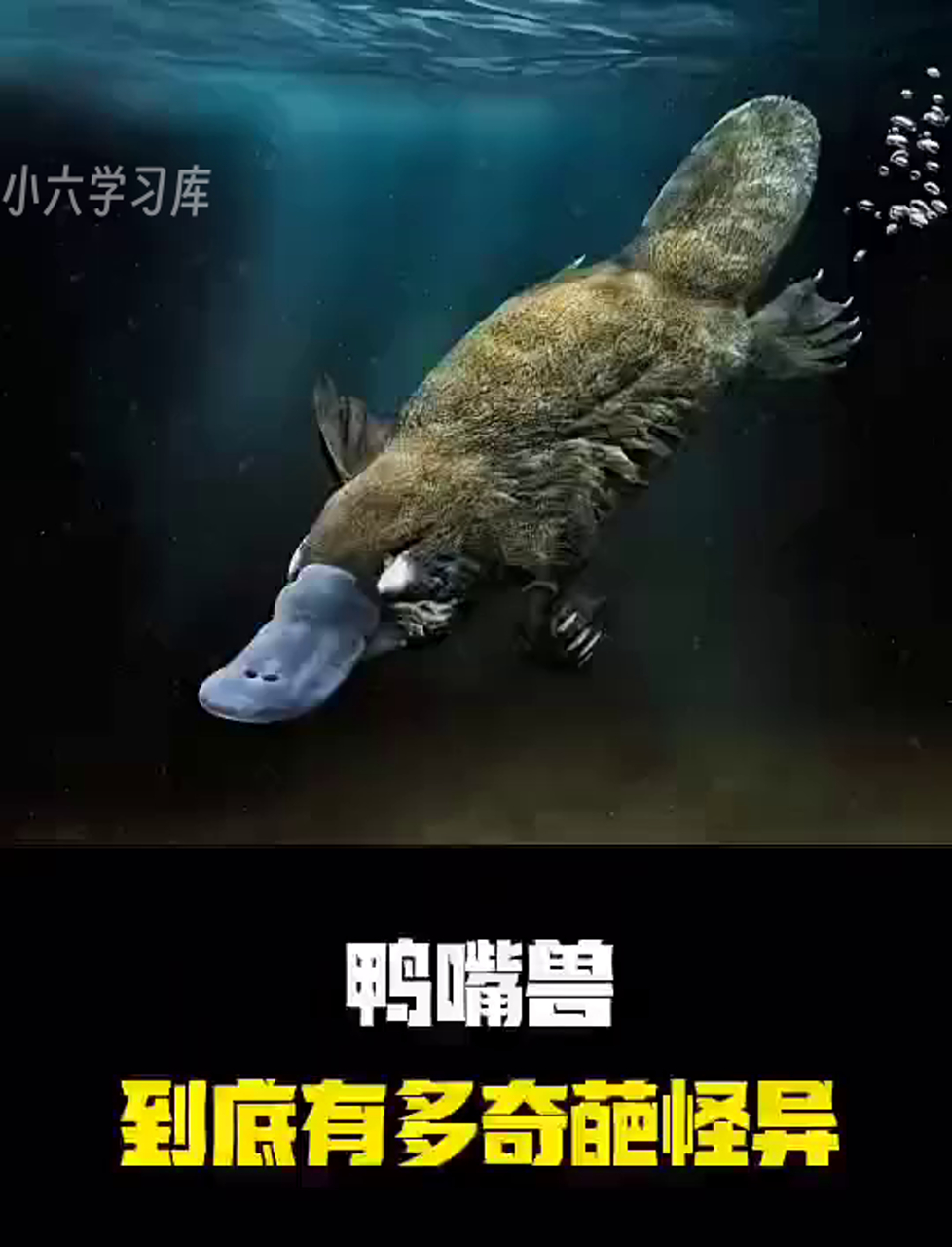 这货是鸭还是兽?鸭嘴兽的奇葩之处多到你想不到
