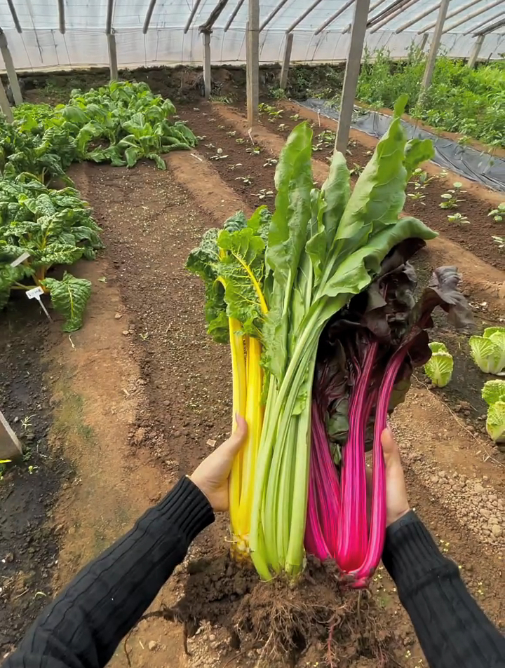 这是我种的甜菜叶,吃了会变漂亮吗?这菜太漂亮
