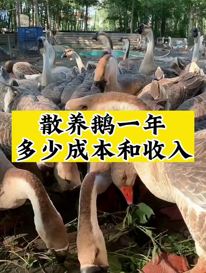 散养鹅一年多少成本和收入