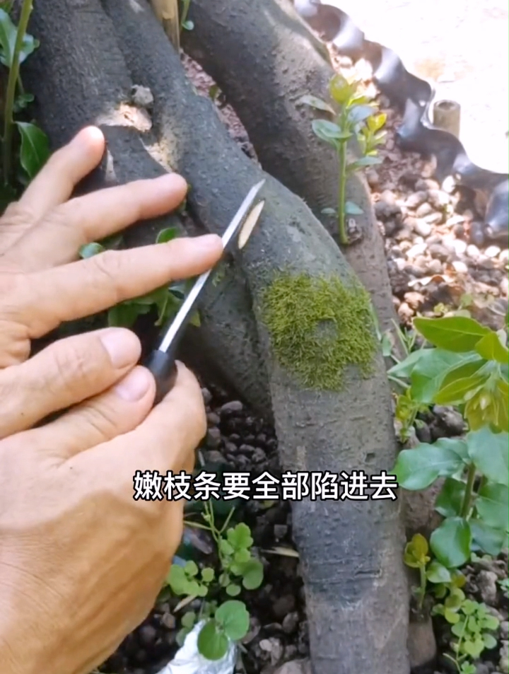高手一步步教你靠接法技术要领，分享实用嫁接教程
