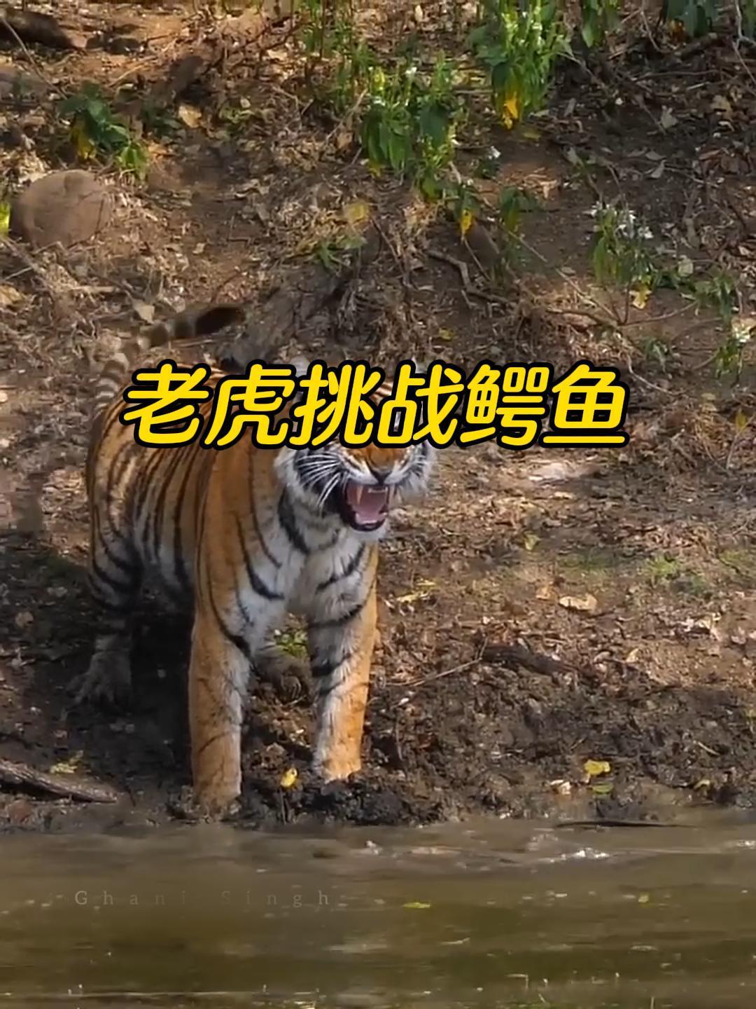 老虎喝水为什么鳄鱼不敢偷袭?