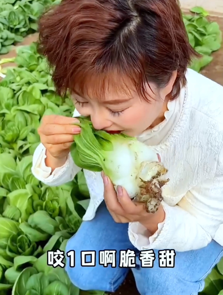 老农种植苏州青的小技巧掌握2点,20天就能采摘以后都不愁没菜吃~