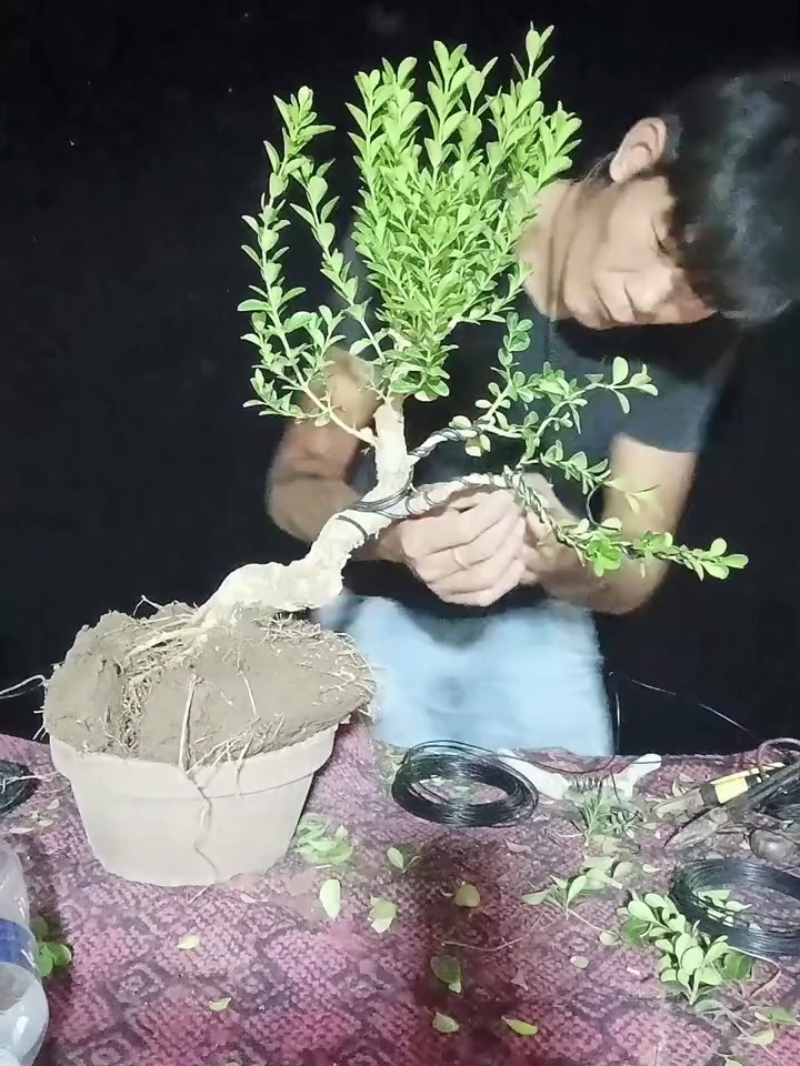 黄杨盆景造型设计,一颗毛坯秒变精品矮霸盆景!