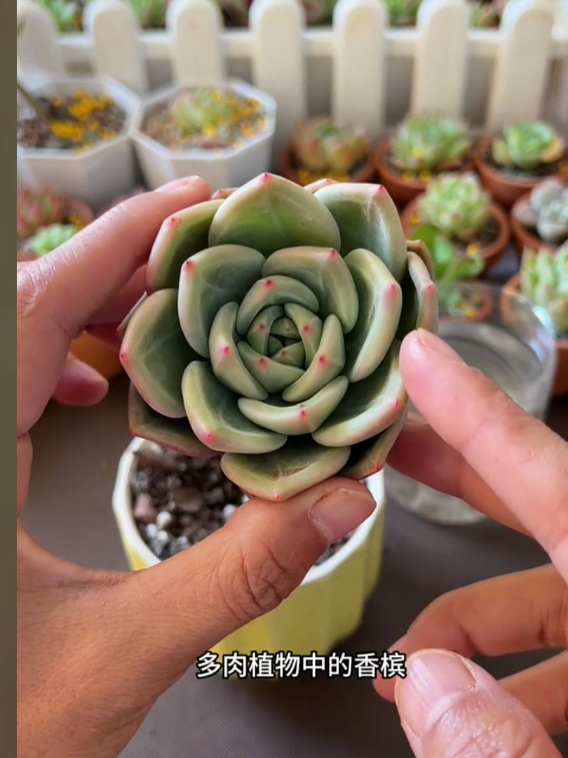 多肉植物香槟的养护