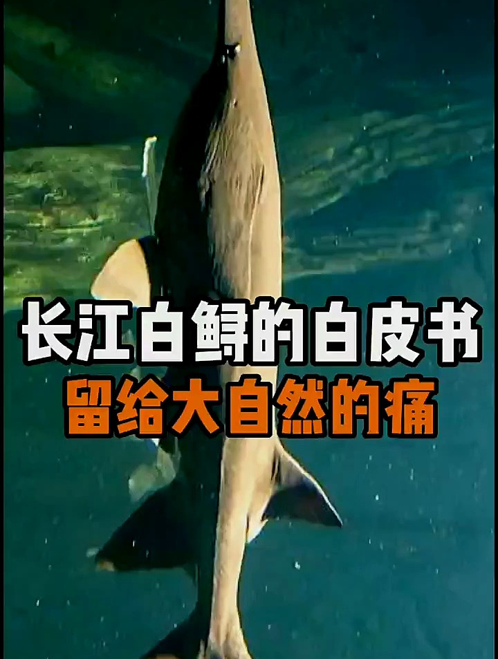淡水鱼之王长江白鲟,留给大自然无法忘记的痛
