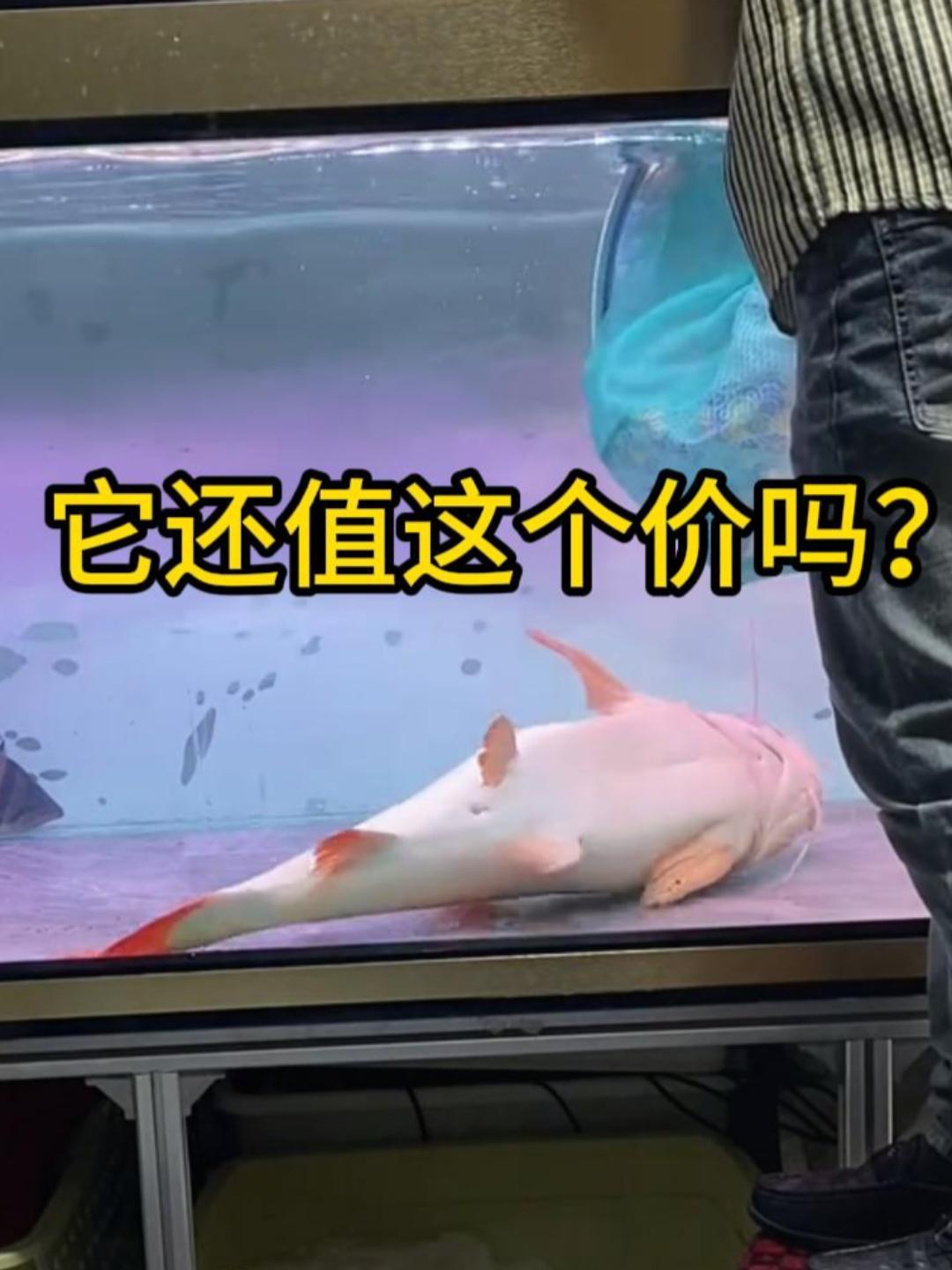 怎么搞?一套房换来的鱼刚到家就翻肚皮了!