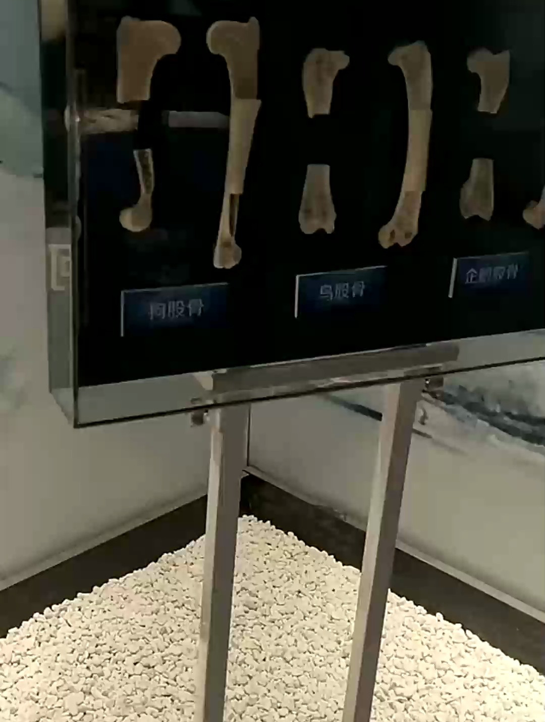 企鹅的硬骨头,解剖微课堂!