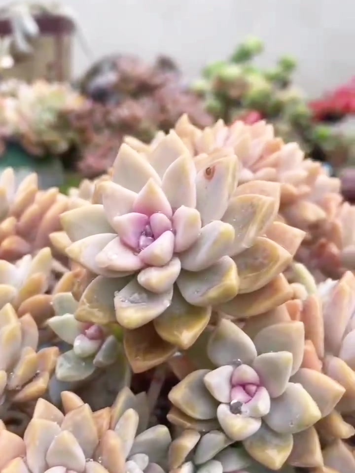 多肉淡雪,株型能保持得这么好不容易啊!