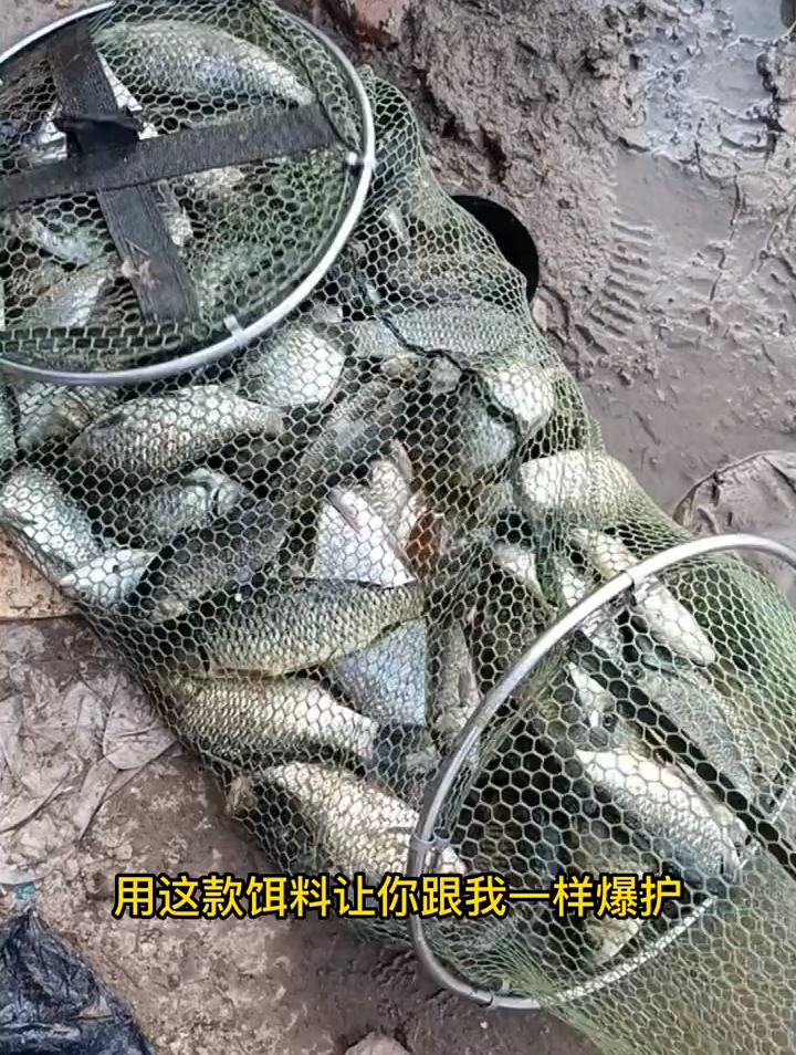 果味饵料鲫鱼鲤鱼草鱼让你连杆到手软