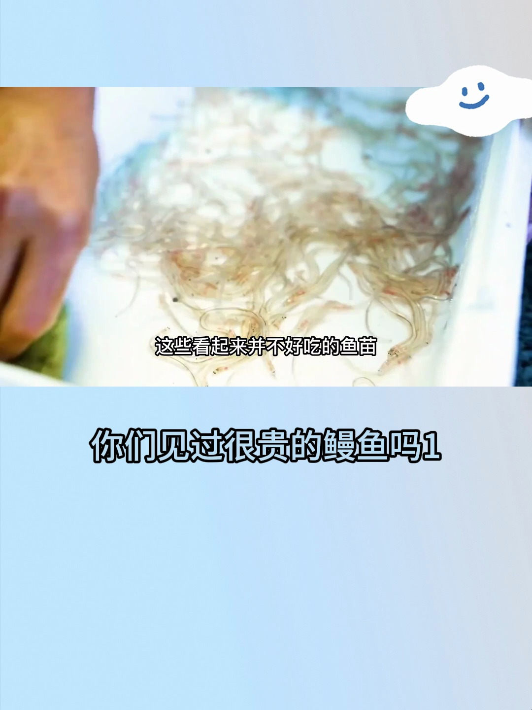 你们见过很贵的鳗鱼吗1