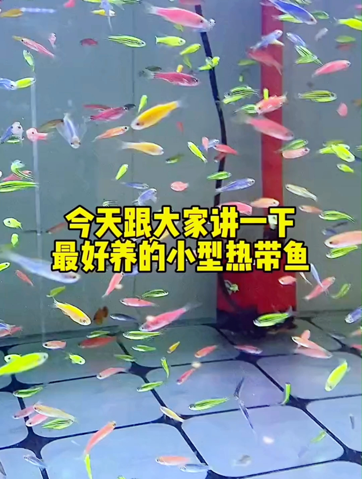 鱼友问最好养的小型热带鱼有哪些？给大家分享一些，来评论区交流