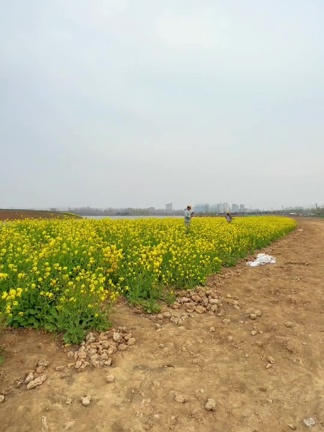 有一种很平凡的花叫油菜花。他的花语是:你想要的都会有