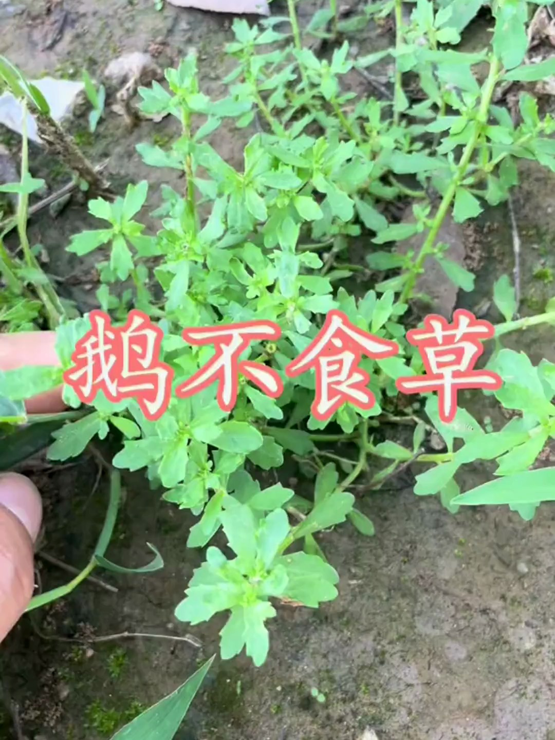 鹅不食草,你的家乡有这种植物吗?